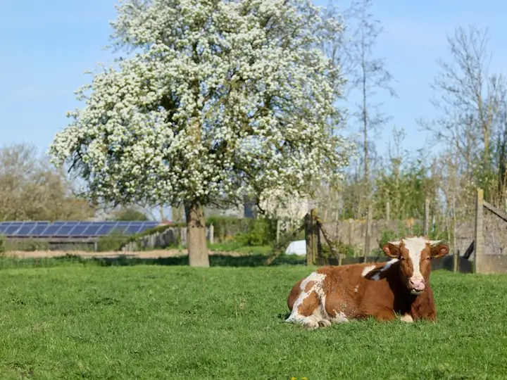 Vaca descansando no pasto com painéis solares ao fundo